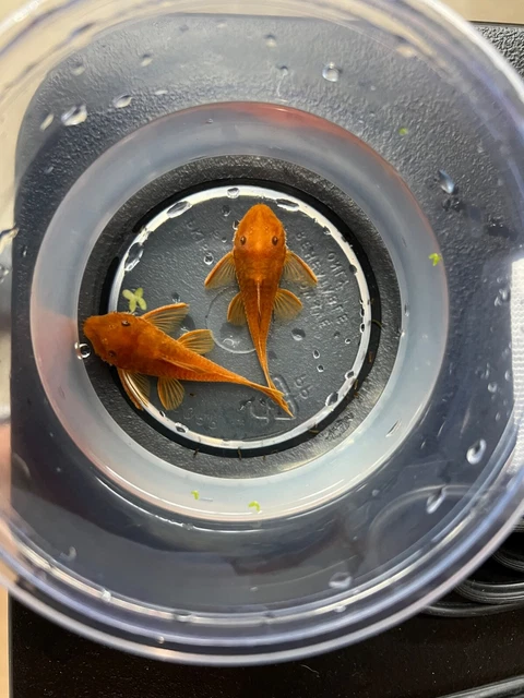 Super Red Bristlenose Pleco (x3) FREE SHIPPING!! 2