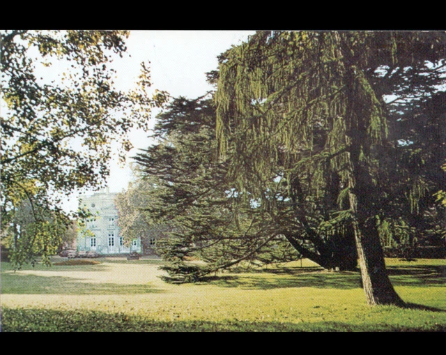 MONTMORENCY (95) Arbre CEDRE DU LIBAN au PARC de l'HOTEL DE VILLE