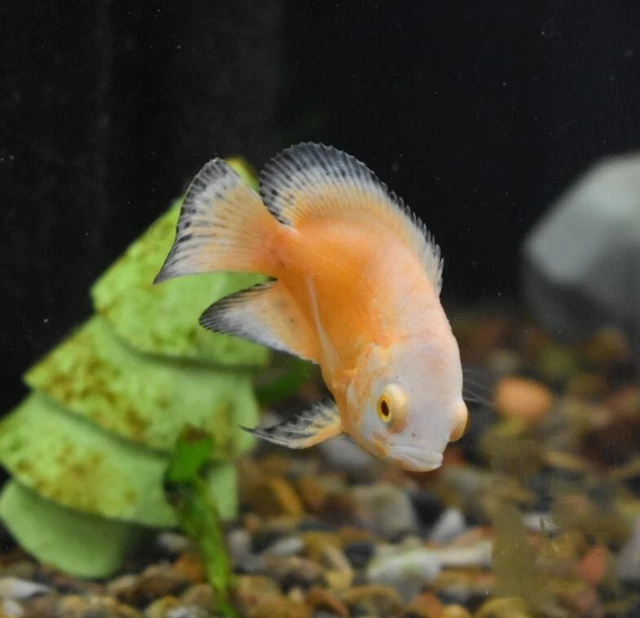 Live Red Ruby Oscar Cichlid (2-2.5" Freshwater Aquarium Fish) *PLS READ DESCR*