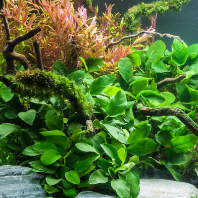 Anubias Barteri Easy Live Fish Tank Aquatic Aquarium Plants BUY 2 GET 1 FREE ✅
