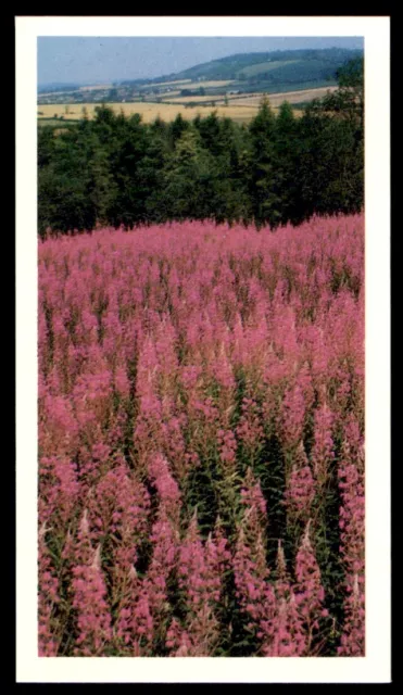 Grandee Britain's Wild Flowers 1986 - Rosebay Willowherb C.angustifolium No. 23