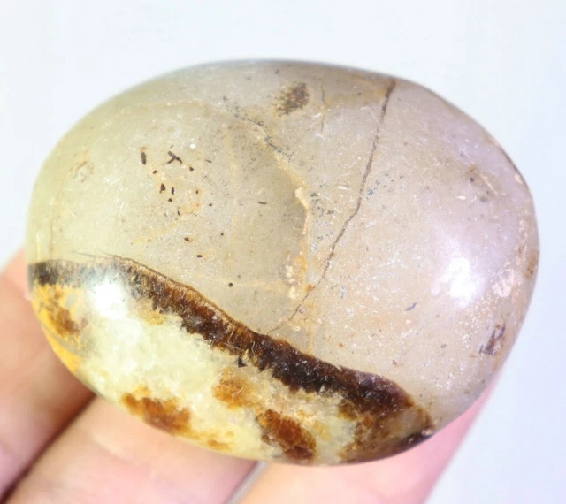 Natural Polished DRAGON SEPTARIAN Quartz Crystal Palm Stone Healing Madagascar