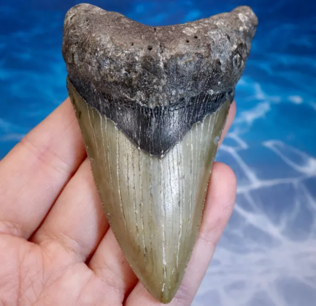 Megalodon Shark "Dagger" Lower Jaw Serrated Tooth~3.60"~Shark Teeth~Real Fossil