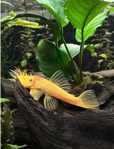 Blue Eye Lemon Bristlenose pleco- Live Aquarium Fish - Local Breeder / Seller