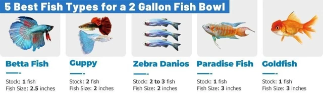 Small Fish Bowl Vase 2 Gallon White Glass Home Décor Aquarium Betta Fish Tank 3