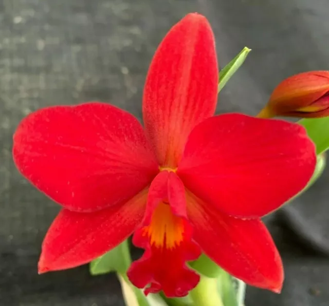 RON Cattleya Orchid Ctt. Little Hazel MERICLONE 50mm Pot FLOWERING SIZE