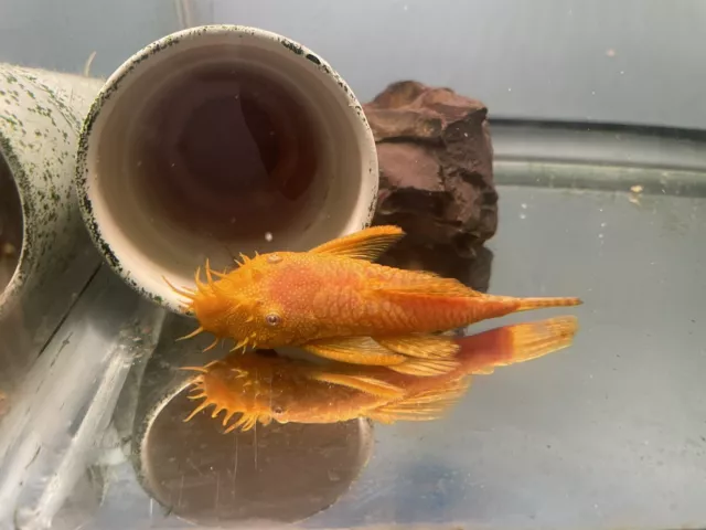 3 Albino Bristlenose Plecos Plecostomus 1.25in