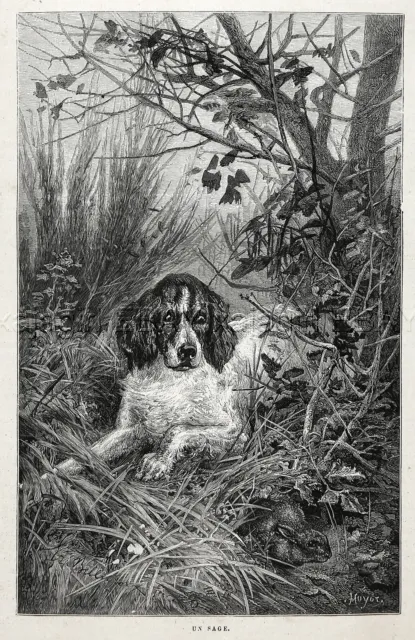 Dog Springer Spaniel or Cocker Spaniel Surprises a Rabbit, 1880s Antique Print
