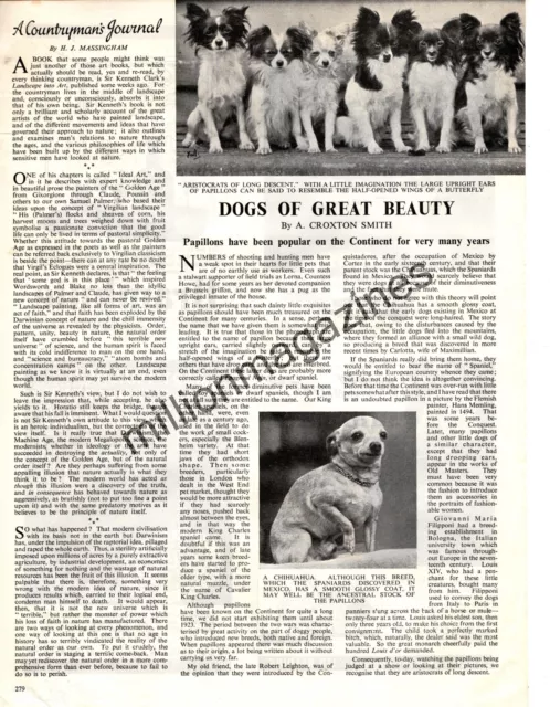 1950 Papillon original article and photos from The Field - Very Rare