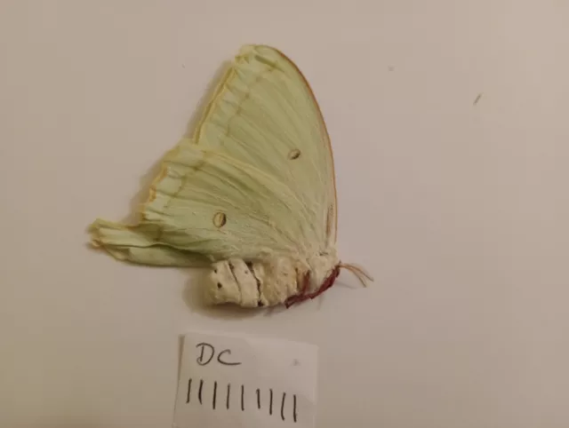 ACTIAS DULCINEA ssp FEMALE A-, From  China .See Photo! FANTASTIC VALUE.