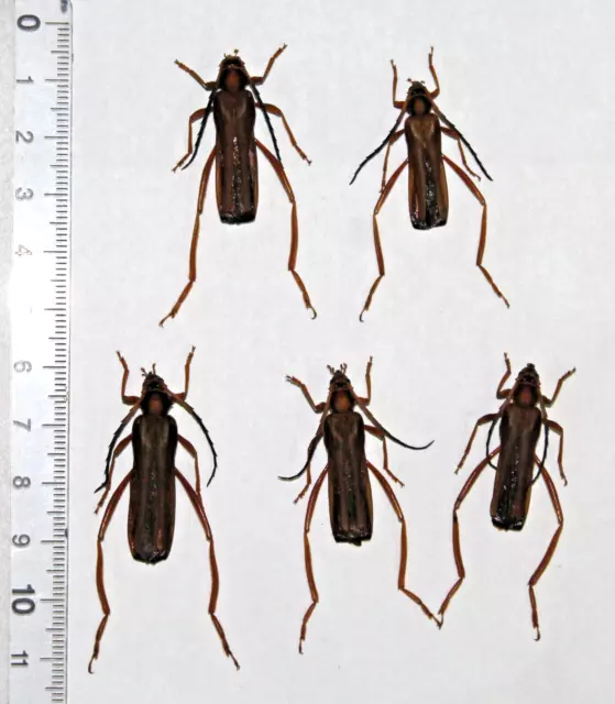 Cerambycidae.  5 x Scalenus sp.  Mount Bawang.  West Kalimantan  (2)