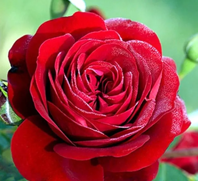 10 graines de Rosier Grimpant Rouge - 10x Climbing Red Rose rosebush seeds