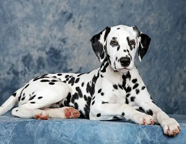 Diamond Painting DIY 5D Full Drill Mosaic Cross Stitch Kits Dalmatian Dog Pet