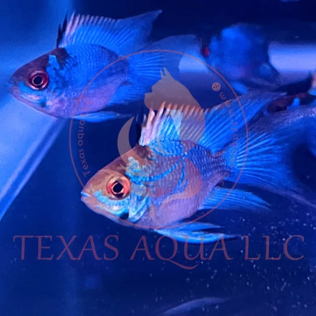 Electric Blue Ram | Top Quality | Top Usa Reputable Seller | Ups Shipping