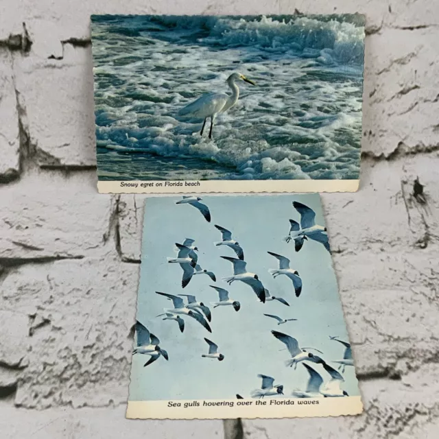 Vintage Postcard Lot Of 2 Birds Snowy Egret Florida Beach Seagulls