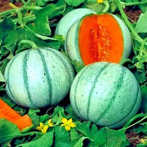10 Charentais Melon Cantaloupe Seeds NON~GMO Organic Garden Fruit Hybrid Plant