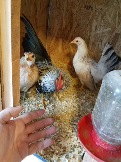 12 serama hatching eggs micro a b foam shipper