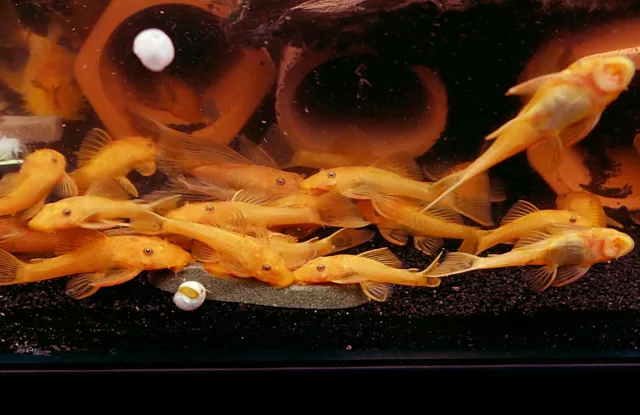 SUPER RED Bristlenose Pleco - 2" pack of 3