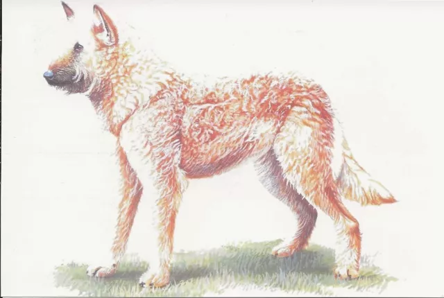 Glossy UNUSED Dog Belgian Laekenois Drawing Color Art Chinese Publisher Postcard