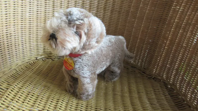 Steiff Hund Raudi mit allen Merkmalen Vintage