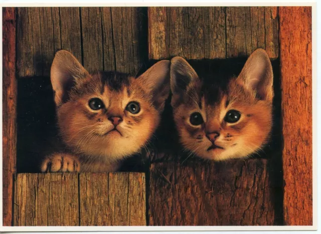 Cpsm / Carte Postale / Chat / Cat / Illustrateur Lacz Lemoine / Chatons Little