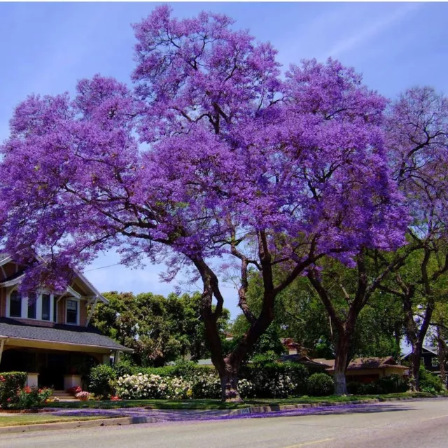 Jacaranda mimosifolia Tree - 15 seeds • RARE Indoor Bonsai / Outdoor Garden | UK