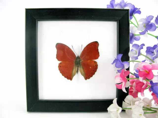 Red Glider - beautiful real butterfly prepared - framed- museum quality