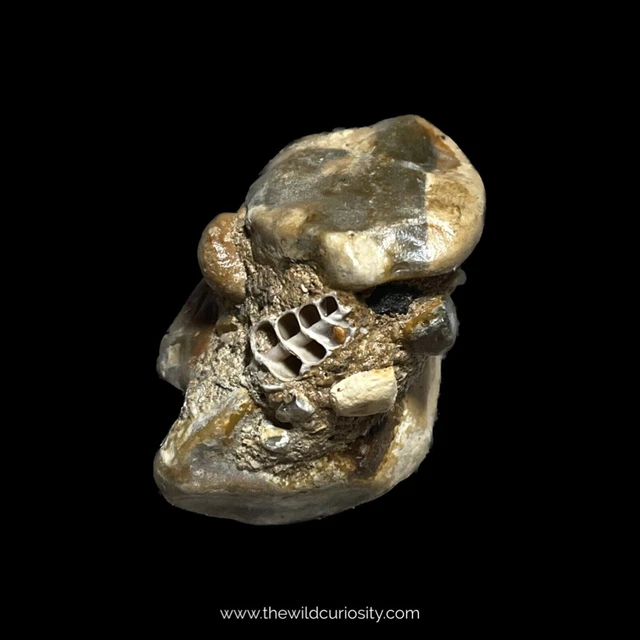 Gastropod Cross Section Fossil in Puddingstone Matrix | 45mm | Geology | Gifts