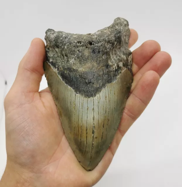 14,4 cm Kantenlänge !! Sehr großer Megalodon Haizahn aus den USA Hai Zahn Fossil