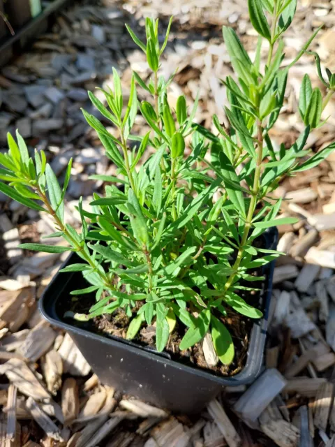 Hyssopus officinalis Apotheker-Ysop Bauerngartenpflanze, Kräuter, Würzpflanze