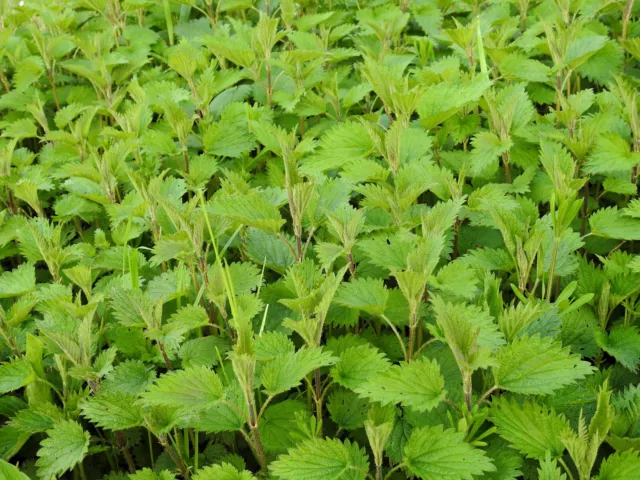 5000 Samen GROßE BRENNNESSEL Urtica dioica Heilpflanze aus dem Klostergarten