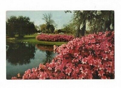 Vintage Postcard Azaleas In Bloom Sylvan Abbey Clearwater Safety Harbor Florida
