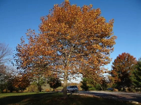 1 de Plante Platanus Pour Acerifolius Sycomore (A40-5x6, 5x15)