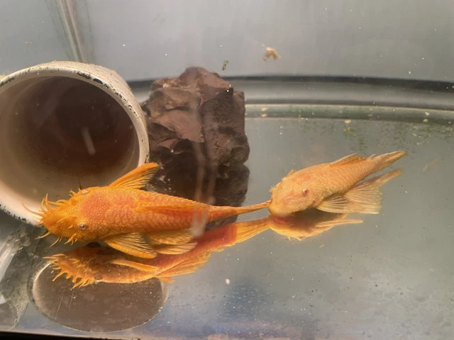 6Albino Bristlenose Plecos Plecostomus 1.25-1.1 In