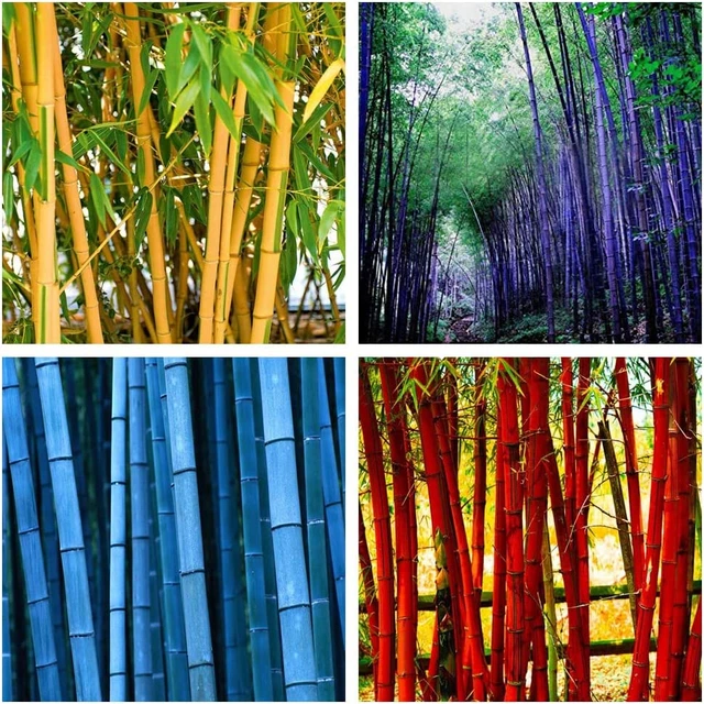 200+ Giant Bamboo Seeds for Planting Outdoors, 4 Colors, Privacy Screen Good for