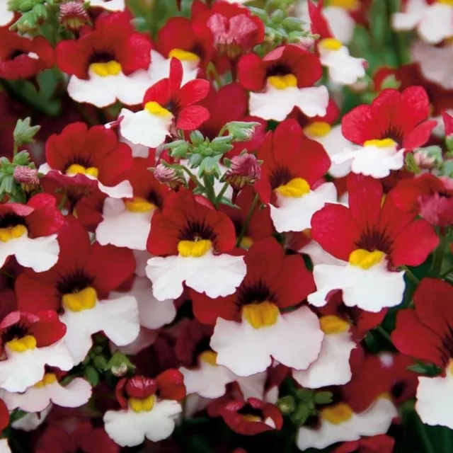 Nemesia plug plants garden cherry on ice flowers pot patio basket, pack of 3