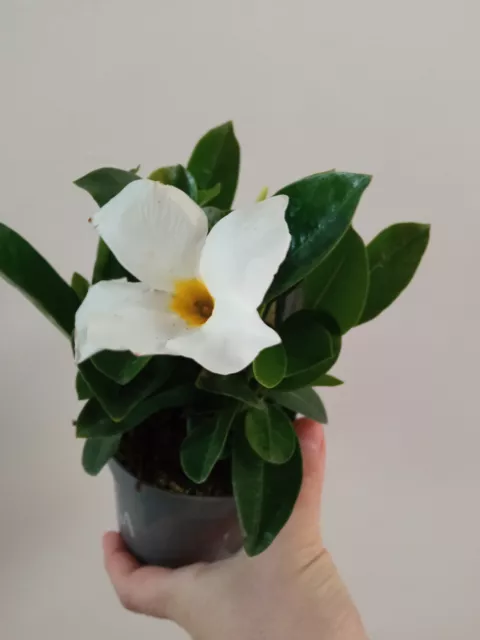 Lote 3 Dipladenia BLANCA+ROJA+ROSA Planta de Flor plantas Mandevilla Ø11 cms 2