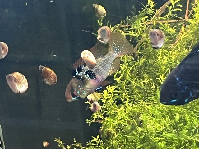 2 German Blue  Rams,  A Breeding Pair - US Bred - NOT IMPORTED