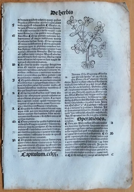 Post Incunable Leaf Hortus Sanitatis Woodcut Botany Marjoram - 1511