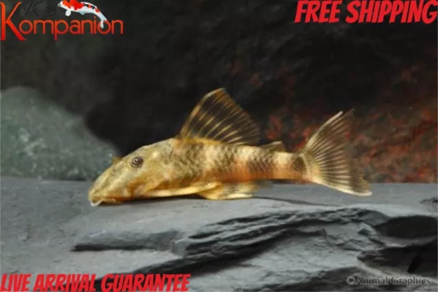 Clown Pleco Plecostomus Free Shipping Koi Kompanion