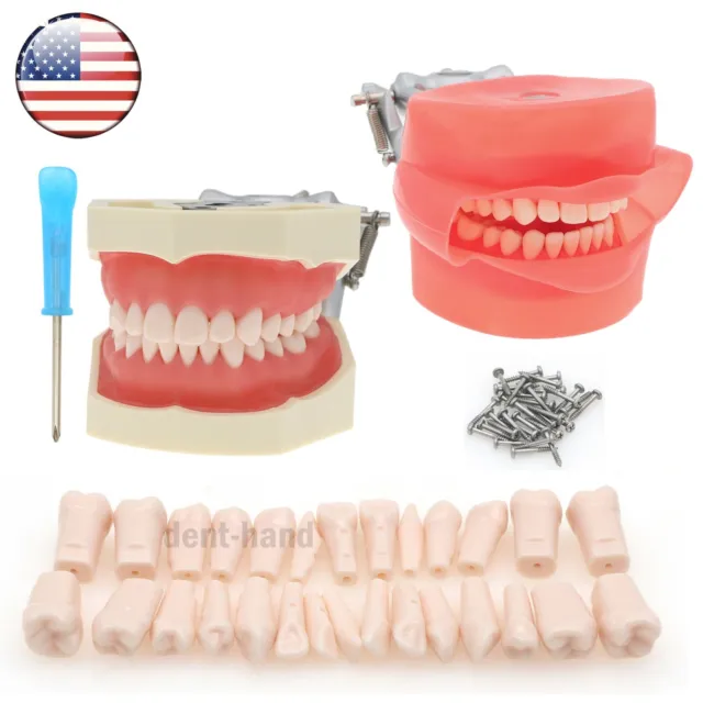 US Kilgore Nissin 500 Type Dental Typodont Removable Model 28pcs Replace teeth