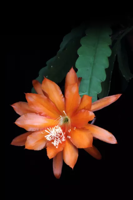 Híbrido Epiphyllum Epicactus, cactus de hoja unbew. Esqueje 'Sunland'