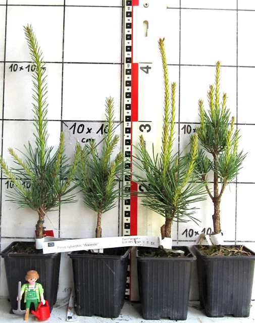 Goji Berry: Planting And Care, Varieties With Descriptions, Use In Landscape Design - Foto 12