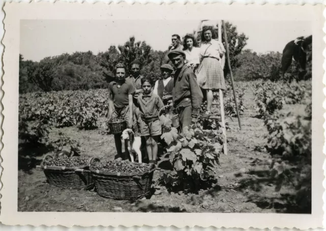 Photo Ancienne - Vintage Snapshot - Cueillette Paysan Vendanges - Grape Harvest