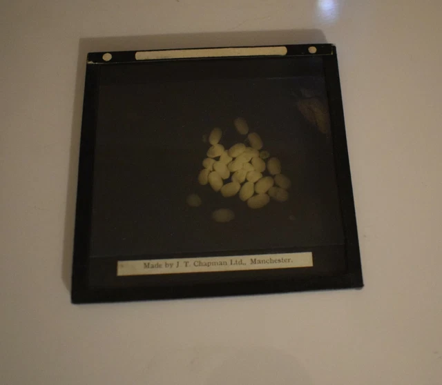 ANTIQUE Magic Lantern Slide SNAKE EGGS C1910 PHOTO AFRICA 2