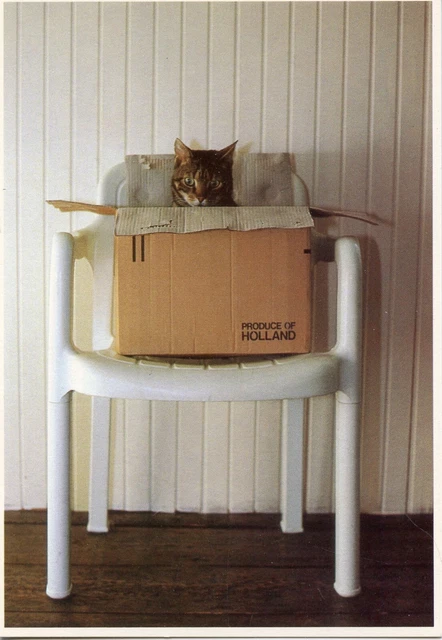 Cpsm / Carte Postale / Chat / Cat Illustrateur // Ronald Hammega