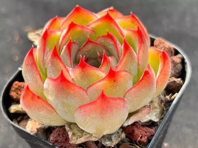 Echeveria Sunflower Succulent Seeds X40