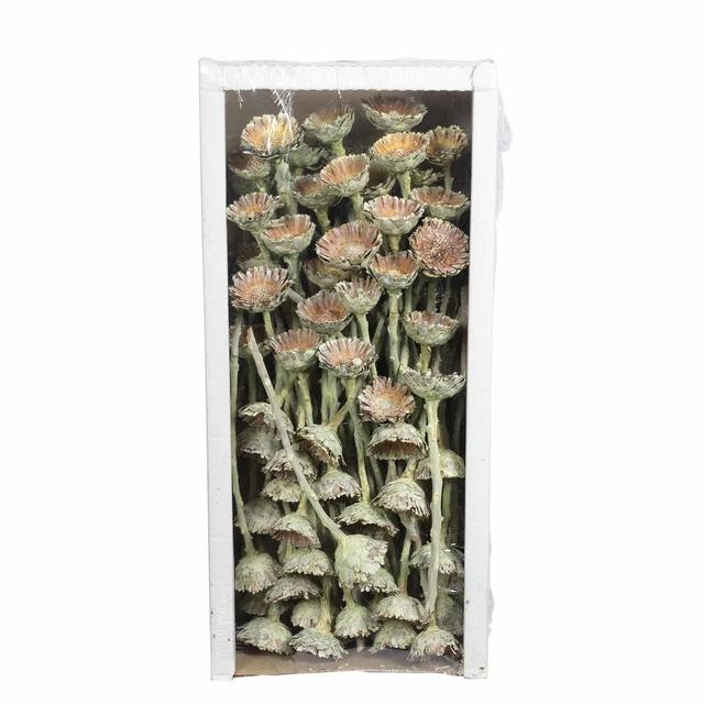 Roseta Protea Compacta - 70 piezas - verde helada