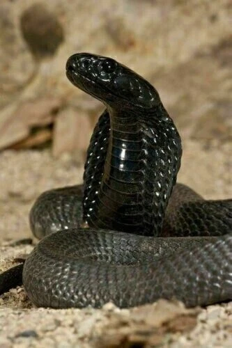 Rara perla King Cobra Piedra Naga -mani King Cobra Serpiente perla MÁS POWERFUR