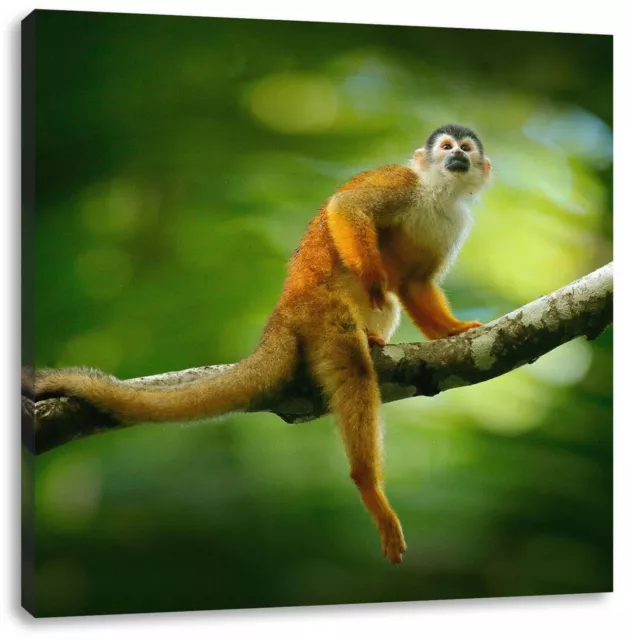 Petit Singe sur la Branche Dans Forêt Équatoriale, Image de Toile Carré